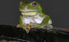 t_P6173_Australian_tree_frog.jpg