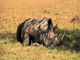 t_P6182_Sleeping_Rhino.jpg
