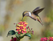 t_P6381_Scintillant_Hummingbird.jpg