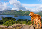 t_P6662_My_friend_looks_for_the_cat_in_Catbells.jpg