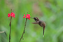 t_P6919_Long-billed_hermit_hummingbird.jpg