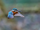 t_P6924_Hovering_Kingfisher.jpg
