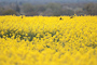 t_P6926_Swallows_over_rapeseed_fields.jpg