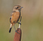 t_P6933_Finely_Perched_Stonechat.jpg