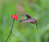 t_P6936_Hermit_hummingbird.jpg