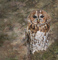 t_P7160_Tawny_owl.jpg