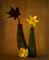 t_P7203_Daffodil_and_its_shadow.jpg