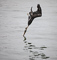 t_P7432_Touching_the_Void_-_Californian_Brown_Pelican.jpg