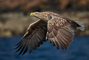 t_P7478_White_Tailed_Eagle_Flypast.jpg