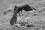 t_P7481_Stone_the_Crows.jpg