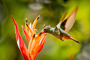 t_P7486_Hummingbird.jpg