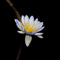 t_P7607_Water_Lily.jpg