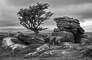 t_P7615_Crag_with_Tree_-_Dartmoor.jpg