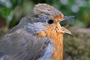 t_P7744_Robin_with_mites.jpg