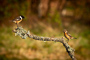 t_P7816_Mr_and_Mrs_Stonechat.jpg