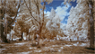 t_P8231_Headstones_under_the_trees__Brookwood_Cemetery.jpg