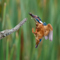 t_P8236_Bringing_Home_the_Catch.jpg
