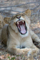 t_P8237_A_little_wider_please.jpg