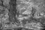 t_P8238_Burnham_beeches.jpg