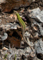 t_P8240_Common_Wall_Lizard_-_Podarcis_muralis.jpg