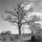 t_P8241_The_Old_Oak.jpg