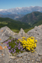 t_P8366_Follow_the_flowers_to_the_mountains.jpg