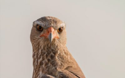 Outing – Hawk Conservancy