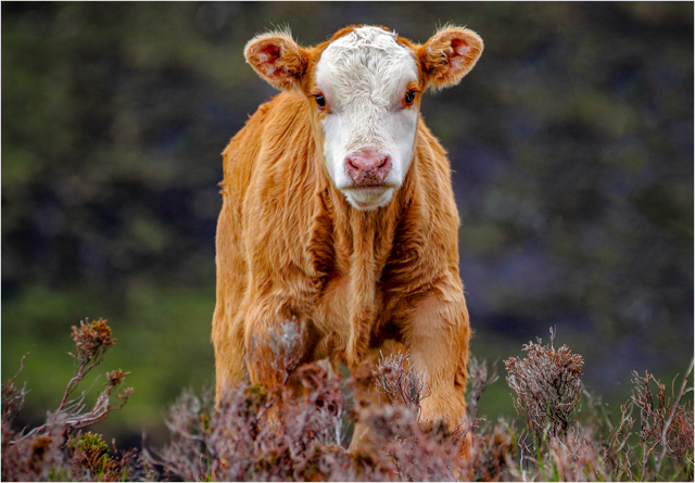 D8275_Wild_and_Wooly