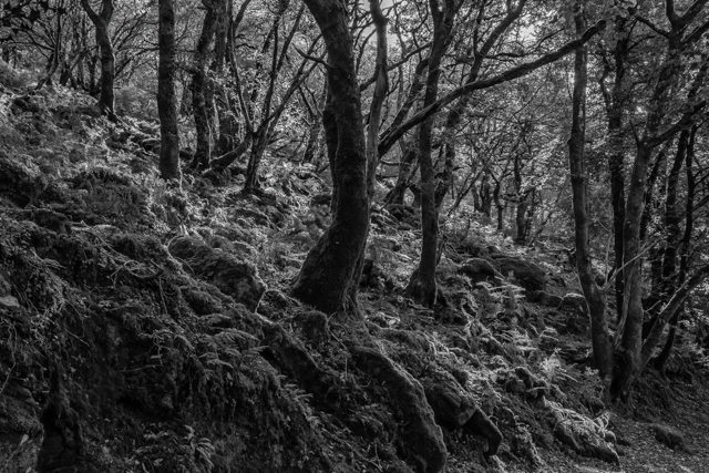P7958_Dewerstone_Wood__Dartmoor