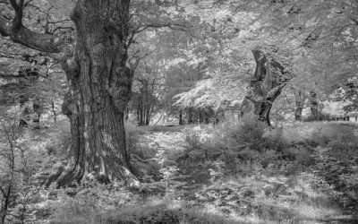 Burnham Beeches – 27th September