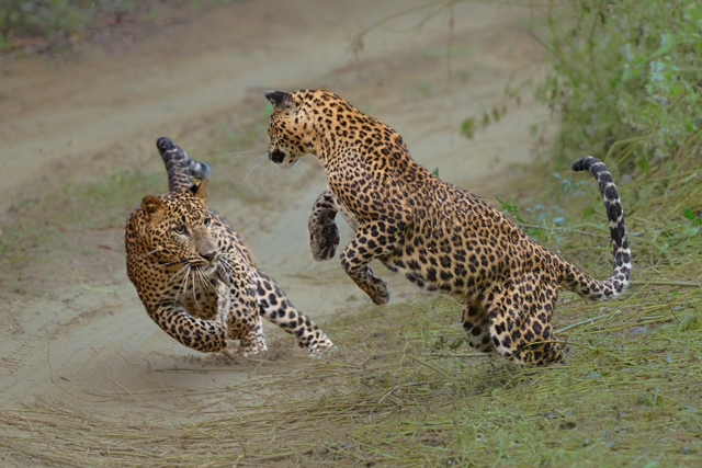 P8246_Leopards_at_Play